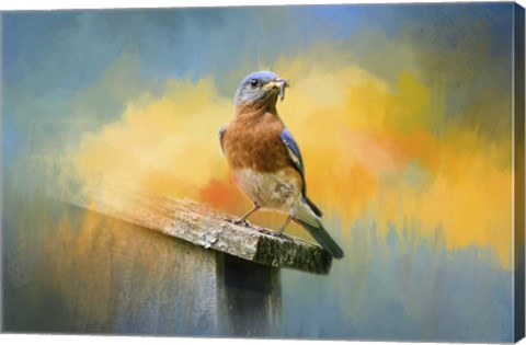 Framed Bluebird Mealtime Print