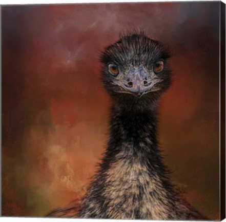 Framed Emu Stare Print