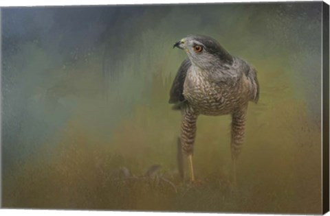 Framed Evening Hawk Print