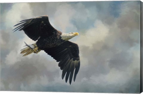 Framed Fish In The Talons Print