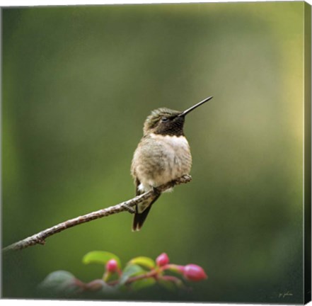 Framed Hummingbird In The Garden Print