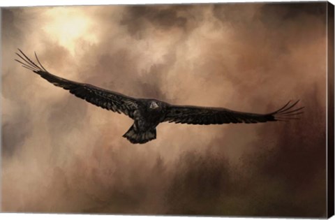 Framed Juvenile Bald Eagle In The Sepia Sky Print