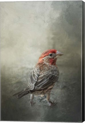 Framed Little Red After The Storm Print