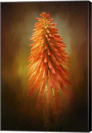 Framed Orange Blast In The Garden Print