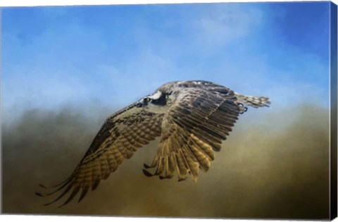 Framed Osprey Over Pickwick Print