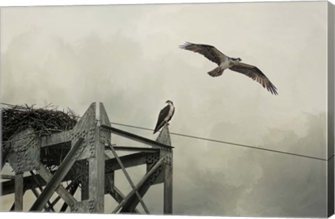 Framed Ospreys At Pickwick Print
