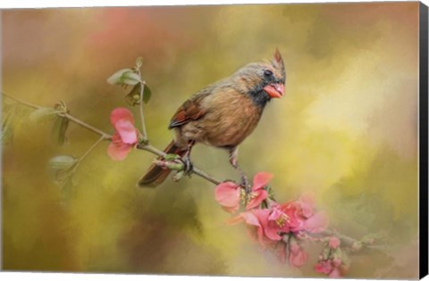 Framed Spring Cardinal 1 Print