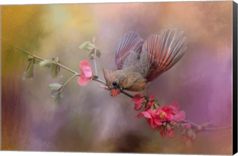 Framed Spring Cardinal 2 Print