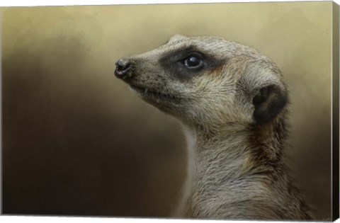 Framed Meerkat Print