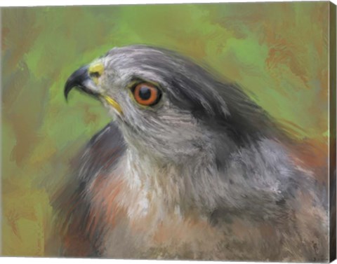 Framed Sharp Shinned Hawk Print