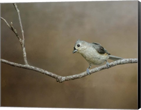 Framed Visiting Tufted Titmouse Print