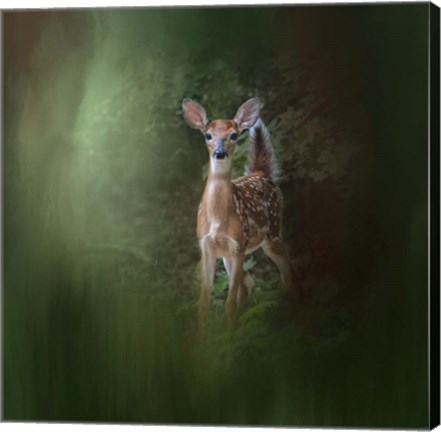 Framed Woodsy Summer Fawn Print