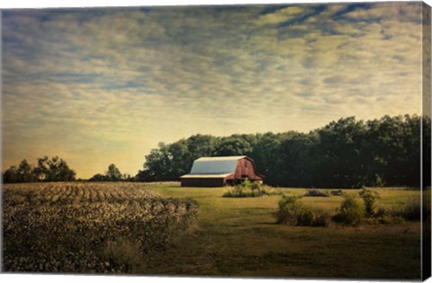 Framed Red Barn At The Cotton Field Print