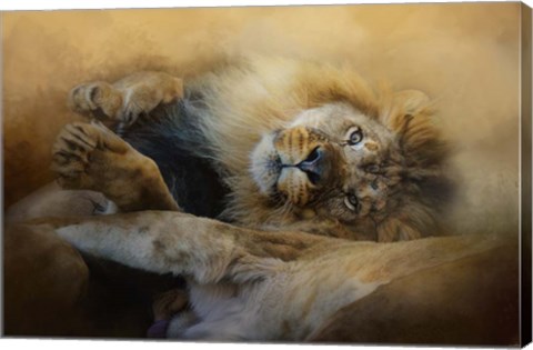 Framed Lion Love 2 Print