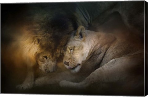 Framed Lion Love Print