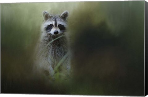Framed Little Bandit Print