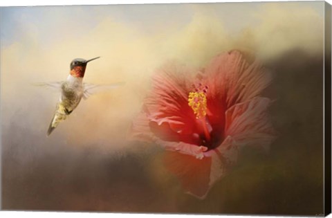 Framed Romancing The Hibiscus Print