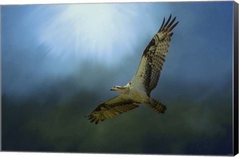 Framed Osprey In The Evening Light Print