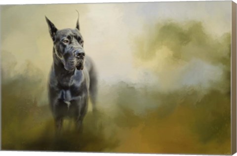 Framed Wistful Dane Print