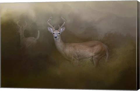 Framed Bucks In August Print