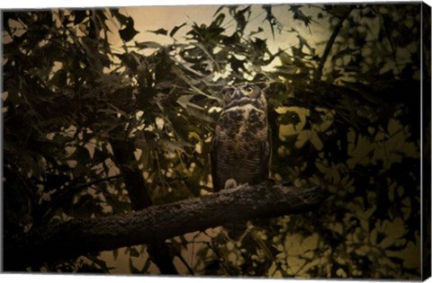 Framed Night of The Owl 3 Print