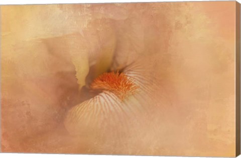 Framed Birth of the Peach Iris Print