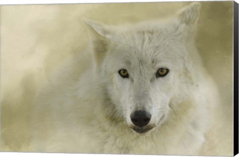 Framed Portrait Of A Timber Wolf Print