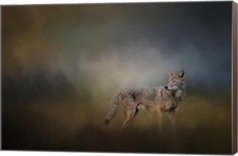 Framed Coyote At Shiloh Print