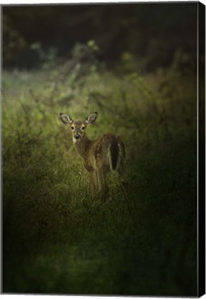 Framed Fawn In The Field Print