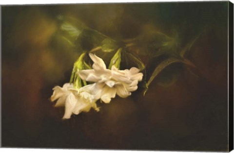 Framed Gardenia In The Garden Print