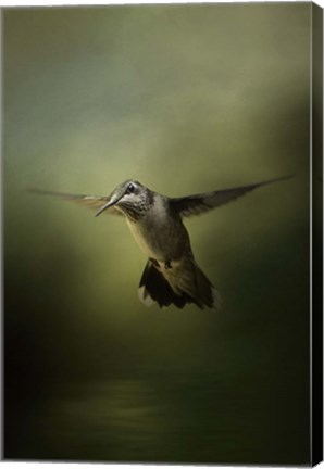 Framed Hummingbird Over Water Print