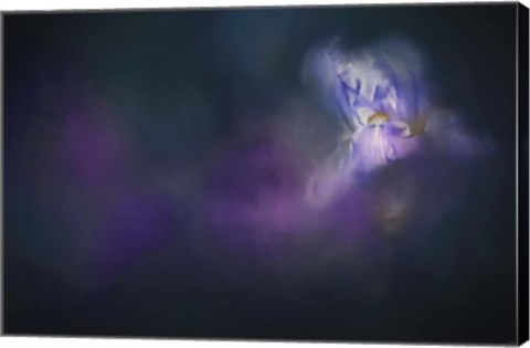 Framed Iris Whisper Print