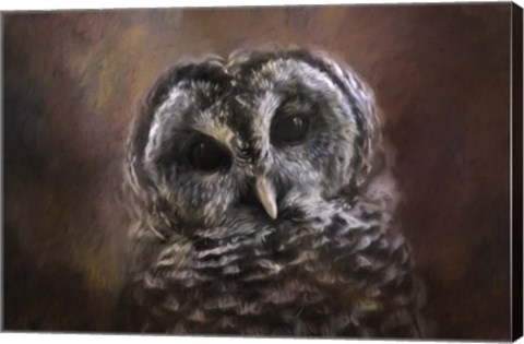 Framed Curious Owl Print