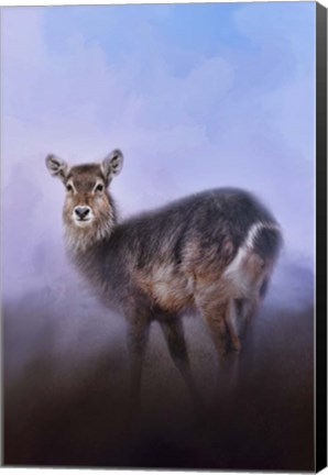 Framed Waterbuck In Winter Print
