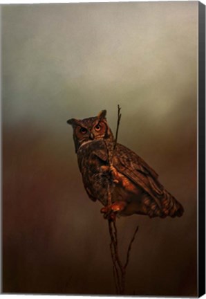 Framed Owl In The Marsh Print