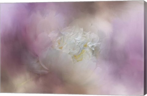 Framed White Peony 2 Print