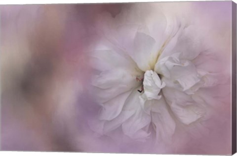 Framed White Peony 3 Print