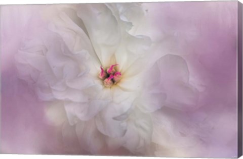 Framed White Peony 4 Print