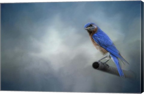 Framed Bluebird On Patrol Print