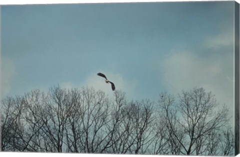 Framed Over The Treeline Print