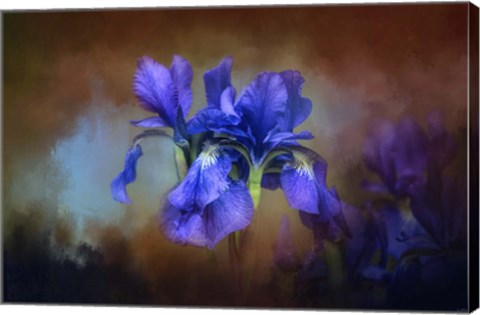 Framed Blue Iris Blooms Print