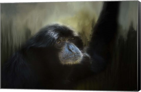 Framed Resting Siamang Ape Print