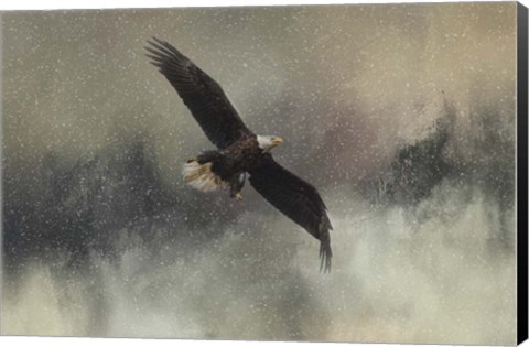 Framed Winter Flight Print