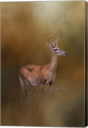 Framed Buck In The Woods Print