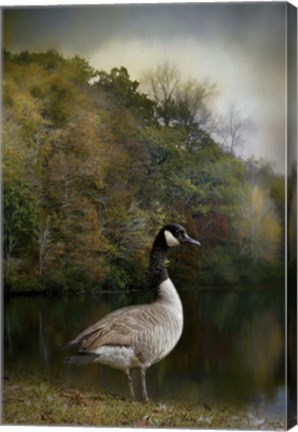 Framed Canadian Goose Print