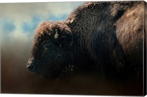 Framed American Bison After The Storm Print