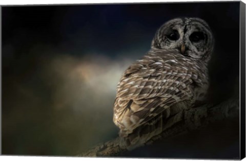 Framed Barred Owl On A Winter Night Print