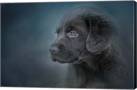 Framed Blue Eyed Puppy Print