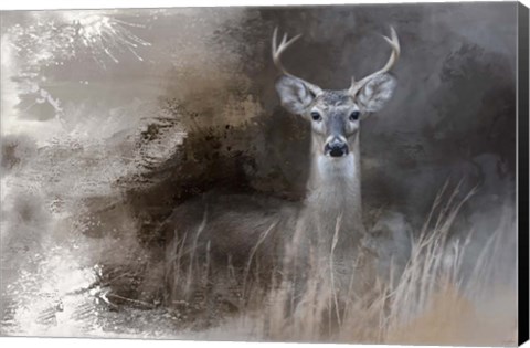 Framed Buck In The Shadows Print