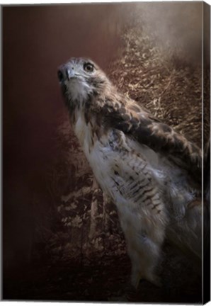 Framed Chickasaw Redtail Print